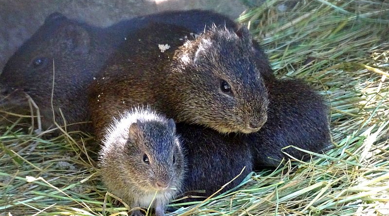 Degu-Jungtiere im Tierpark Berlin