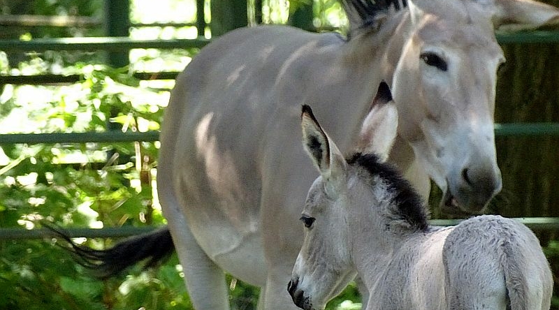 alt-"Somali-Wildesel -  Aktuelles Tierpark Berlin und Zoo Berlin - Freunde Hauptstadtzoos - Förderverein"