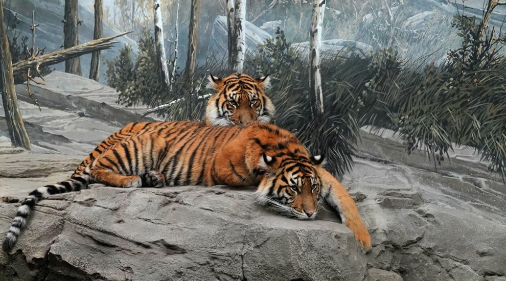 alt-"Artenschutz-Sumatra-Tiger - Zoo Berlin"