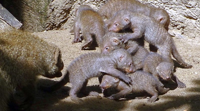 Zebramanguste mit Jungtieren im Tierpark Berlin