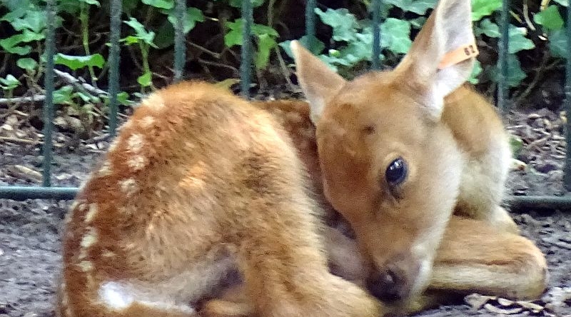 alt-"Barasingha -  Aktuelles Tierpark Berlin und Zoo Berlin - Freunde Hauptstadtzoos - Förderverein"