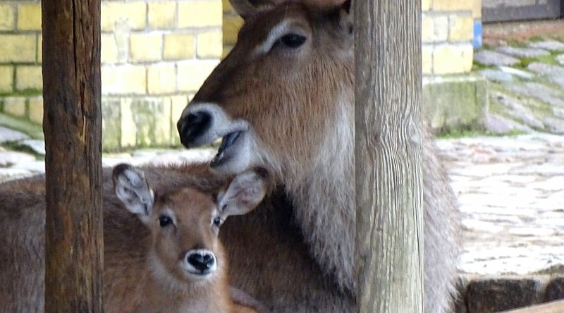 Defassa-Wasserbock -  Aktuelles Tierpark Berlin und Zoo Berlin - Freunde Hauptstadtzoos - Förderverein
