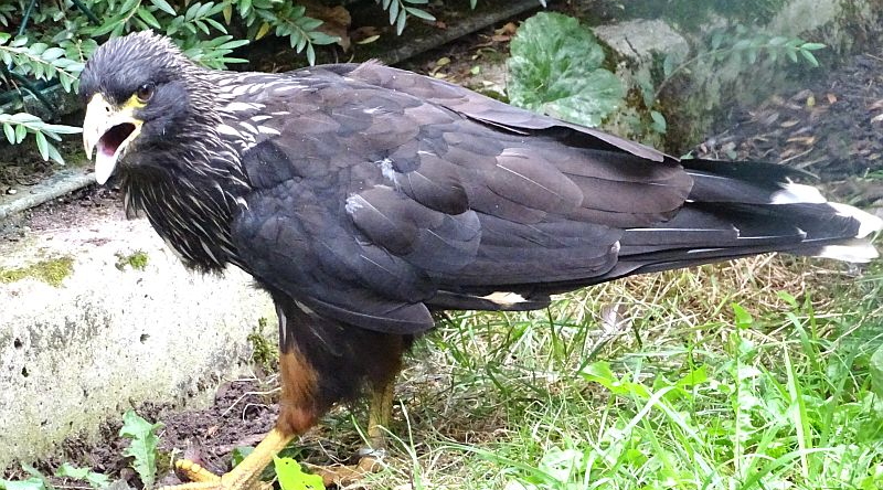 Junger Falkland-Karakara im Tierpark Berlin