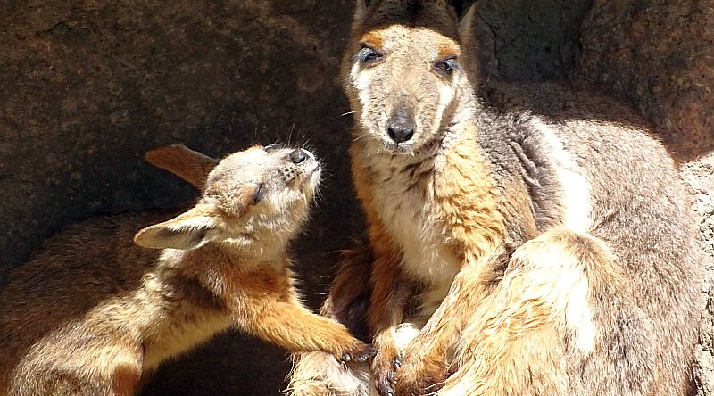 Gelbfuß-Felsenkänguru mit Jungtier im Tierpark Berlin