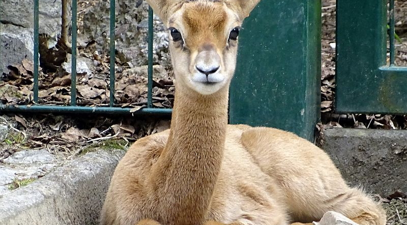 Jungtier bei den Mhorrgazellen im Tierpark Berlin