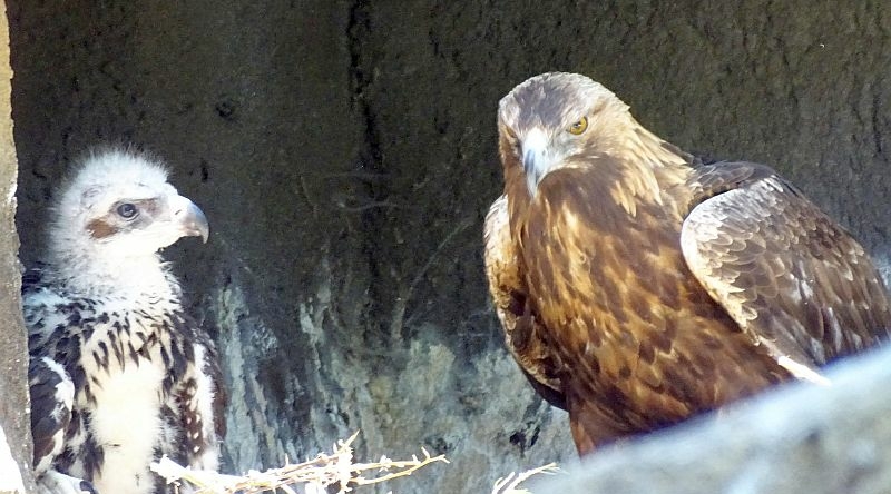Zwei Jungvögel bei den Steinadlern im Zoo Berlin geschlüpft - Freunde Hauptstadtzoos