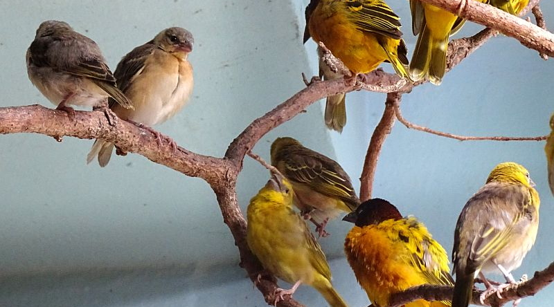 Textorweber mit Jungvögel im Zoo Berlin