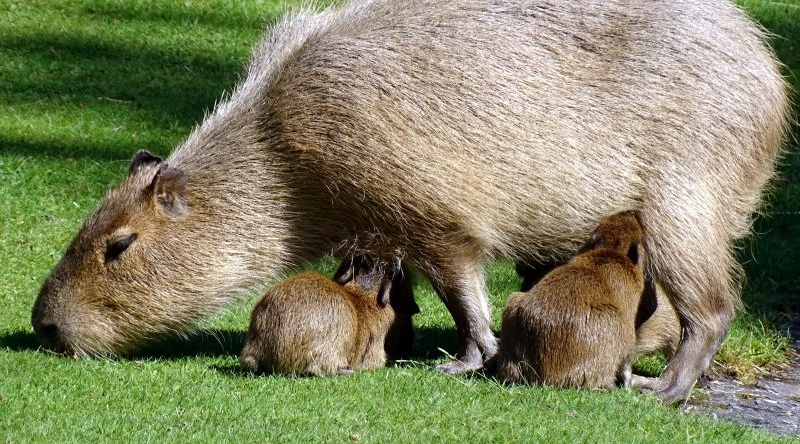 Wasserschwein - Capybara -  Aktuelles Tierpark Berlin und Zoo Berlin - Freunde Hauptstadtzoos - Förderverein