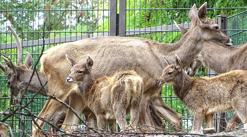 Weißlippenhirsch mit Jungtieren im Tierpark Berlin