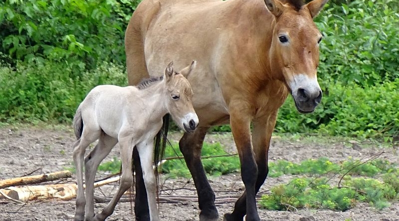 alt-"Przewalski-Pferd - Aktuelles Tierpark Berlin und Zoo Berlin - Freunde Hauptstadtzoos - Förderverein"