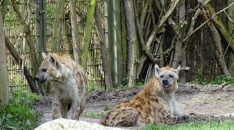 Tüpfelhyäne -  Aktuelles Tierpark Berlin und Zoo Berlin - Freunde Hauptstadtzoos - Förderverein