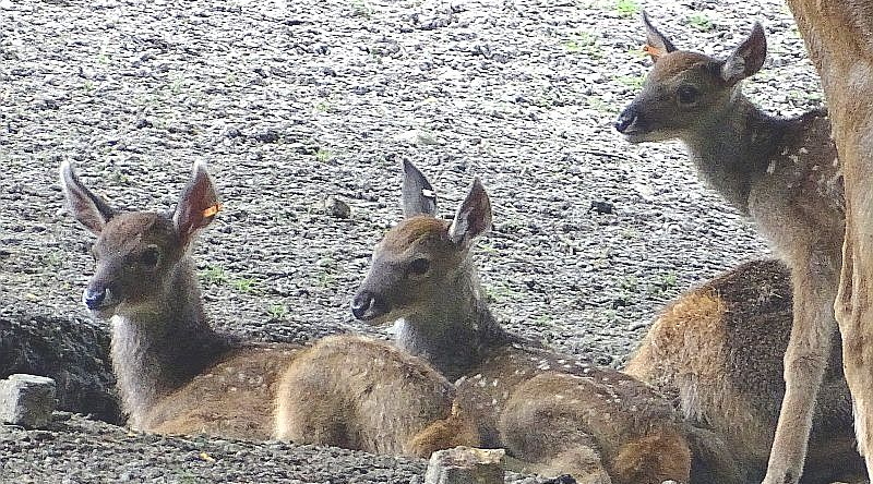 Drei Jungtiere bei den Weißlippenhirschen im Tierpark Berlin