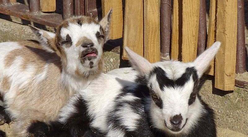 Jungtiere bei den Afrikanischen Zwergziegen im Zoo Berlin
