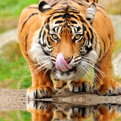 Sumatra-Tiger - Artenschutz - Freunde Hauptstadtzoos - Helfen