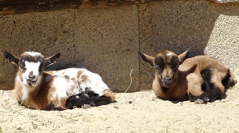 Zwei liegende Jungtiere bei den Afrikanischen Zwergziegen im Zoo Berlin