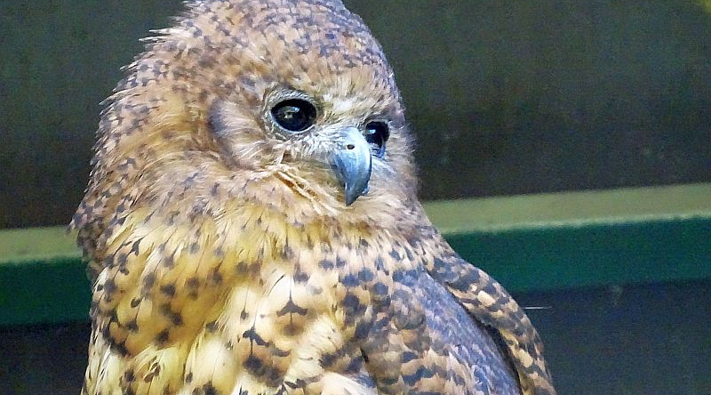 Bindenfischeule im Tierpark Berlin