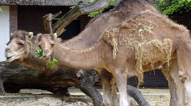 Dromedar-Weibchen im Zoo Berlin.