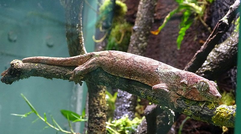 Flechtengecko im Tierpark Berlin