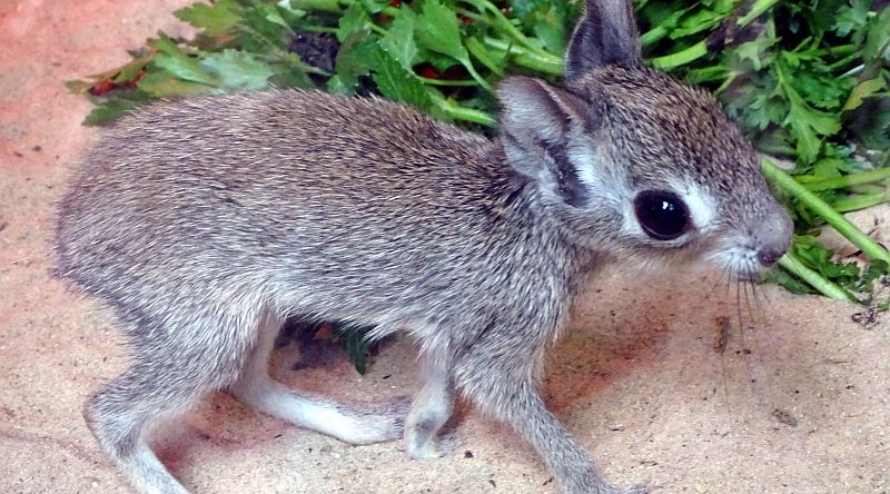Jungtier bei den Kleinen Maras im Tierpark Berlin