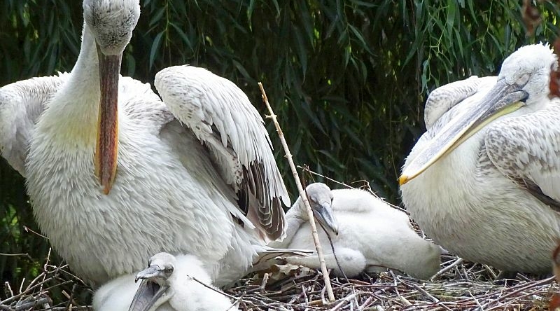 Krauskopfpelikan-Nachwuchs im Zoo Berlin - Aktuelles aus Tierpark Berlin und Zoo Berlin - Freunde Hauptstadtzoos - Förderverein