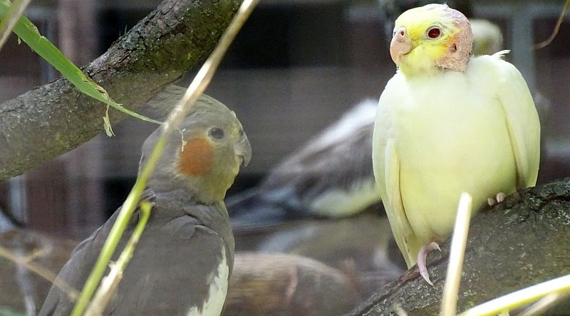 Nymphensittich mit Jungvogel im Tierpark Berlin