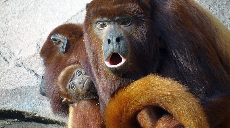 Roter Brüllaffe mit Jungtier im Tierpark Berlin