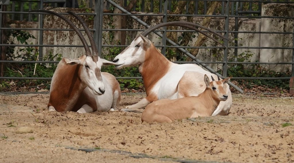 alt-"Säbelantilope -  Aktuelles Tierpark Berlin und Zoo Berlin - Freunde Hauptstadtzoos - Förderverein"