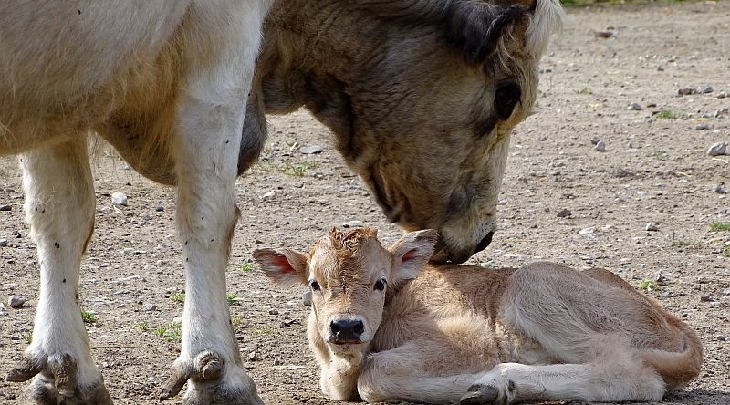 Ungarisches Steppenrind mit Kalb im Tierpark Berlin