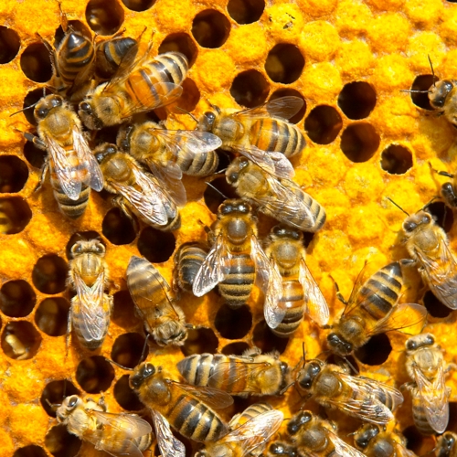 Wildbiene - Honigbiene - Natur- und Artenschutz - Freunde Hauptstadtzoos