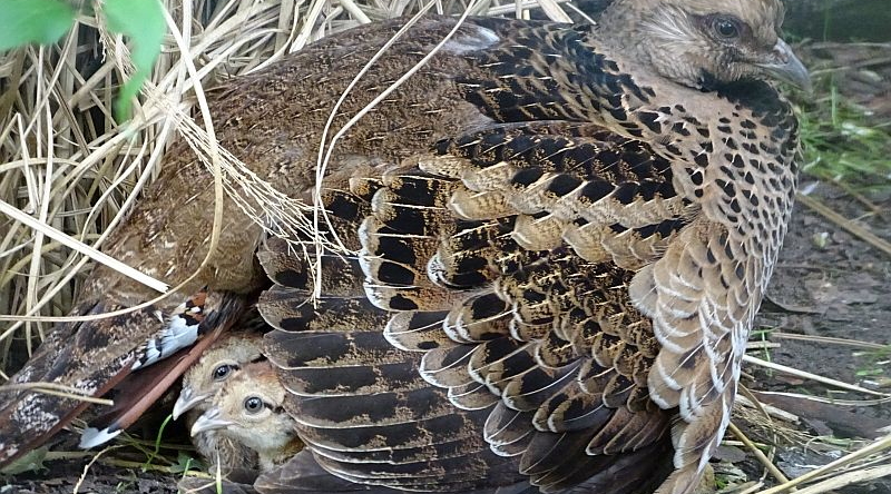 Küken bei den Berlioz-Silberfasanen im Tierpark Berlin