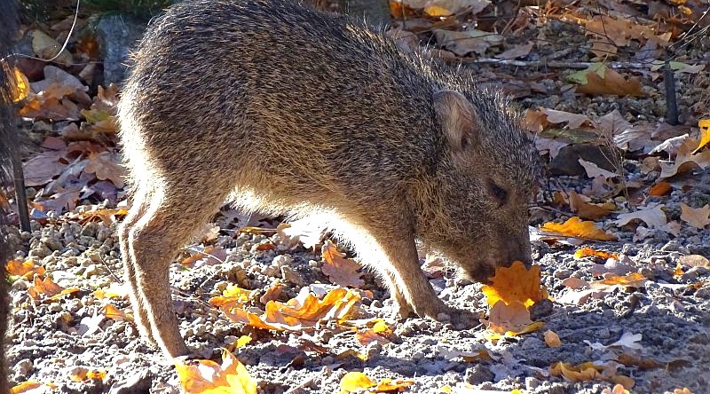 Jungtier bei den Chaco-Pekaris im Tierpark Berlin