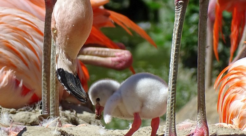 Flamingo - Aktuelles aus Tierpark Berlin und Zoo Berlin - Freunde Hauptstadtzoos - Förderverein