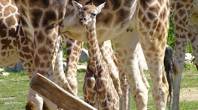 Giraffenkalb im Tierpark Berlin