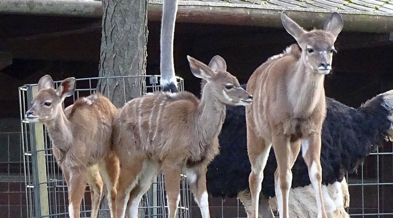 Jungtier bei den Großen Kudus im Zoo Berlin - Aktuelles aus Tierpark Berlin und Zoo Berlin - Freunde Hauptstadtzoos