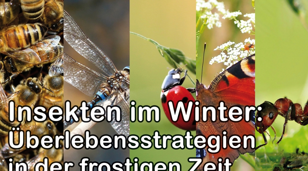 Insekten - Winter - Tierreich - Tierwissen - Tiere - Tierlexikon - Freunde Hauptstadtzoos
