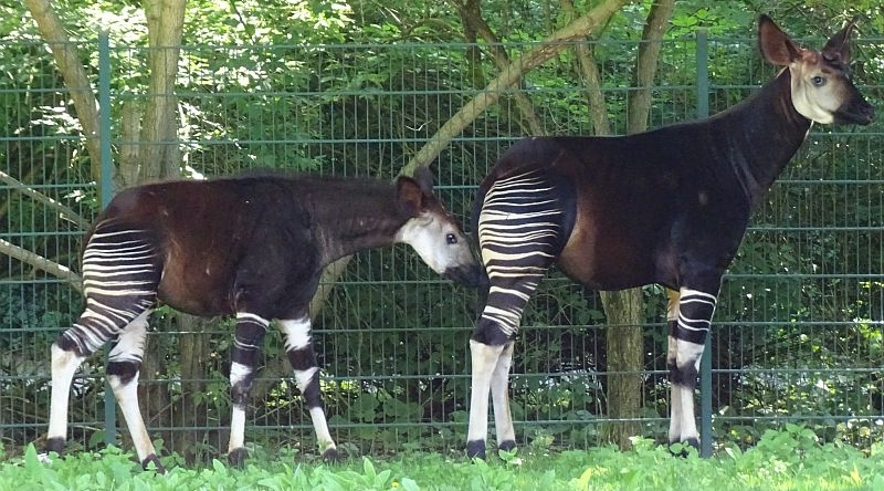 alt-"Okapis - Aktuelles Tierpark Berlin und Zoo Berlin - Freunde Hauptstadtzoos - Förderverein"