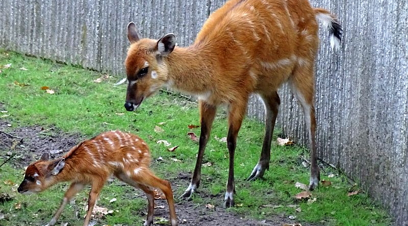 Sitatunga mit Jungtier im Zoo Berlin