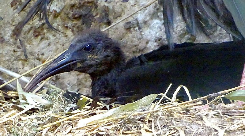 Waldrapp-Jungvogel im Tierpark Berlin