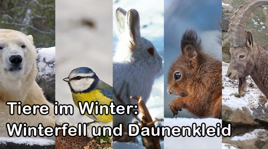 alt-"Winterfell - Daunenkleid - Tierreich - Tierwissen - Tiere - Tierlexikon - Freunde Hauptstadtzoos"