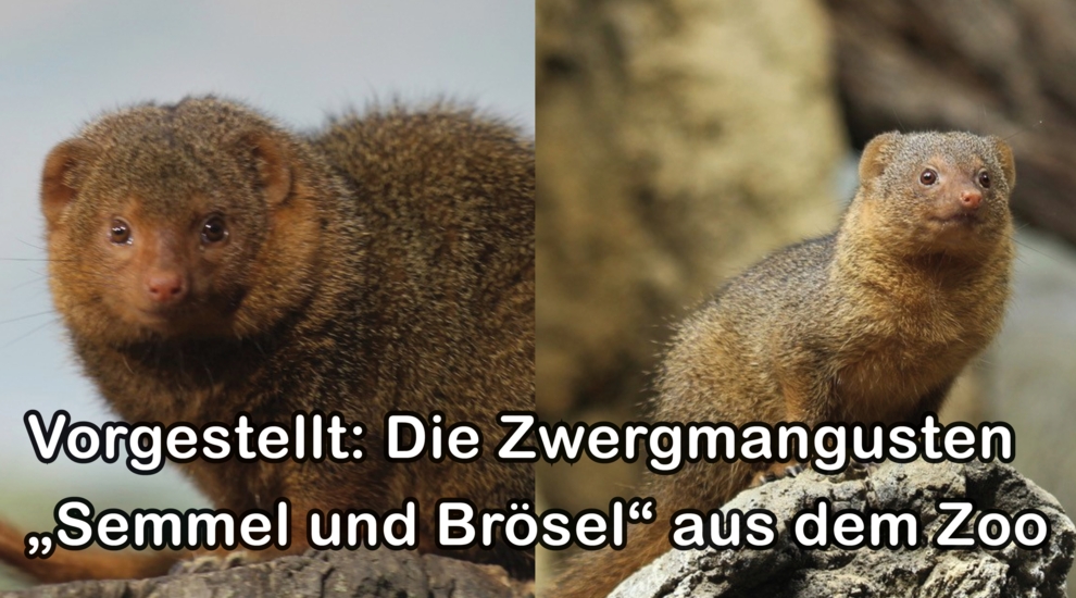 Zwergmangusten - Zoo Berlin - Aktuelles - Freunde Hauptstadtzoos - Förderverein