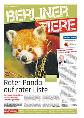 Roter Panda auf roter Liste