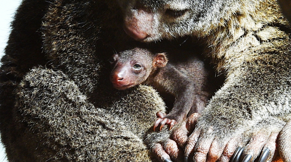 alt-"Bärenkuskus -  Aktuelles Tierpark Berlin und Zoo Berlin - Freunde Hauptstadtzoos - Förderverein"