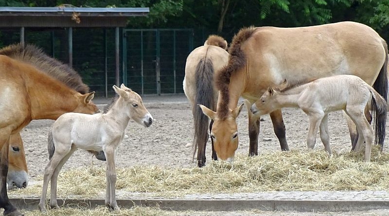 alt-"Przewalski-Pferd - Aktuelles Tierpark Berlin und Zoo Berlin - Freunde Hauptstadtzoos - Förderverein"