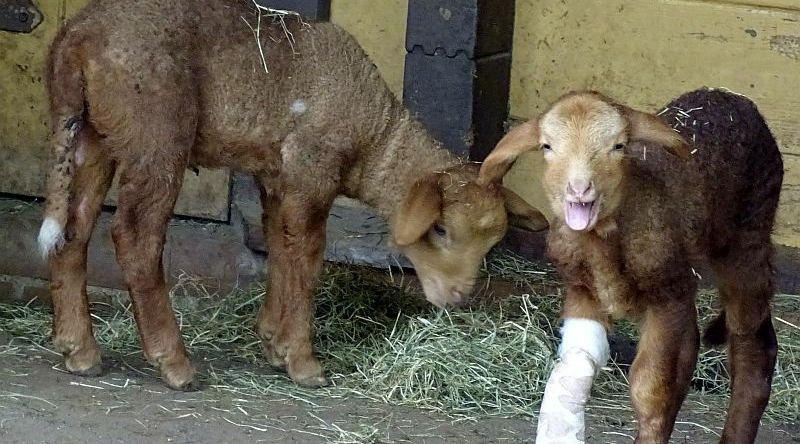 alt-"Rouge du Roussillon -  Aktuelles Tierpark Berlin und Zoo Berlin - Freunde Hauptstadtzoos - Förderverein"