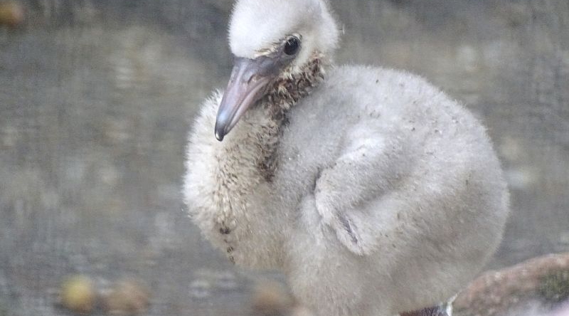 Zwergflamingo-Küken im Zoo Berlin