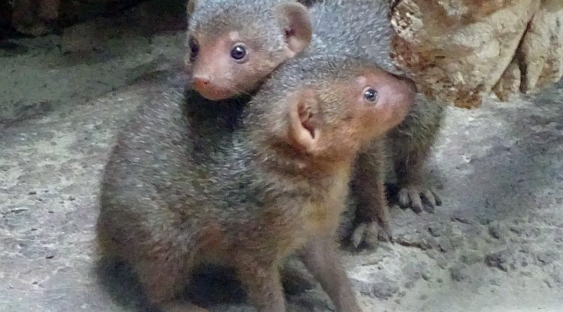 alt-"Zwergmangusten -  Aktuelles Tierpark Berlin und Zoo Berlin - Freunde Hauptstadtzoos - Förderverein"