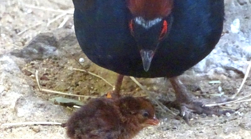 Straußwachtel mit Küken im Zoo Berlin