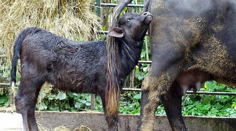 Europäischer Wasserbüffel im Zoo Berlin geboren - Aktuelles aus Zoo Berlin und Tierpark Berlin - Freunde Hauptstadtzoos - Helfen