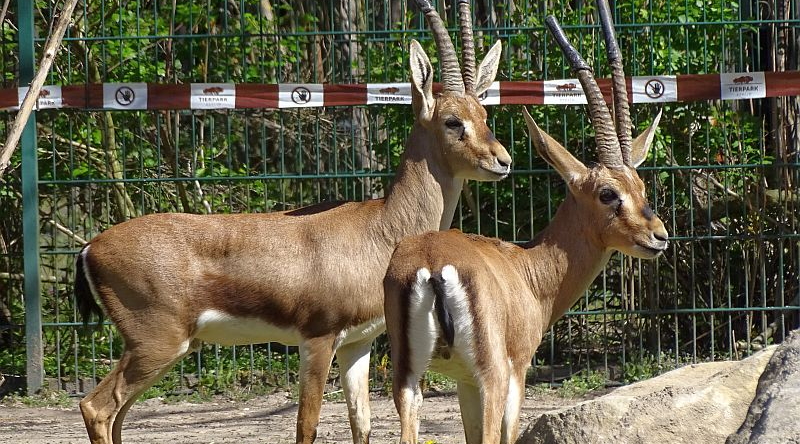 Cuviergazellen im Tierpark Berlin