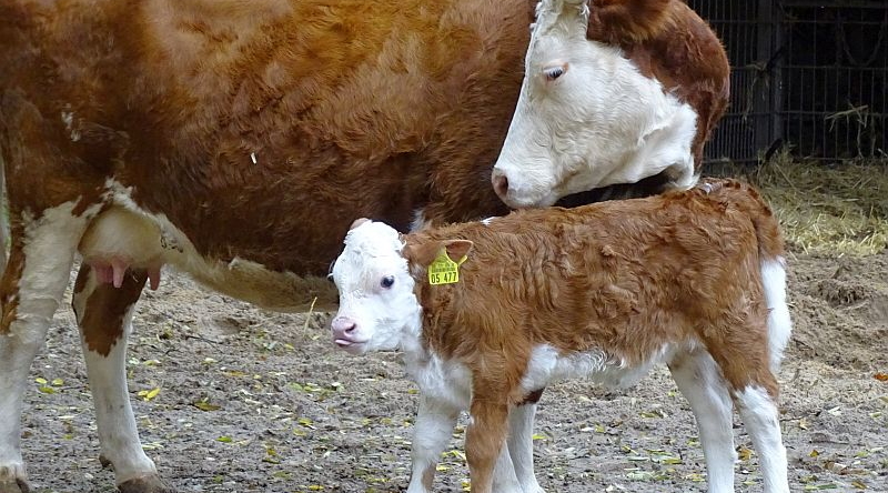 Hinterwälder Rind mit Kalb im Zoo Berlin.